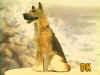 PET-DK.jpg (49480 bytes)